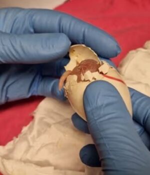 Митники-почули-дивні-звуки:-в-аеропорту-Схіпгол-виявили-контрабанду-понад-260-яєць-папуг Митники-почули-дивні-звуки:-в-аеропорту-Схіпгол-виявили-контрабанду-понад-260-яєць-папуг