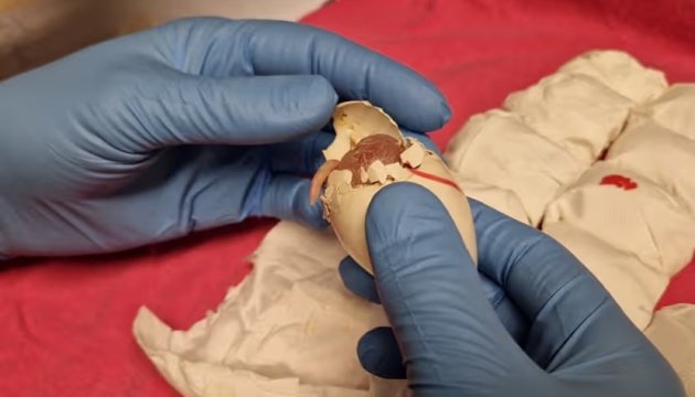 Митники почули дивні звуки: в аеропорту Схіпгол виявили контрабанду понад 260 яєць папуг Митники-почули-дивні-звуки:-в-аеропорту-Схіпгол-виявили-контрабанду-понад-260-яєць-папуг