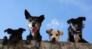 Ви здивуєтеся: скільки слів насправді розуміють собаки Ви здивуєтеся:-скільки-слів-насправді-розуміють-собаки