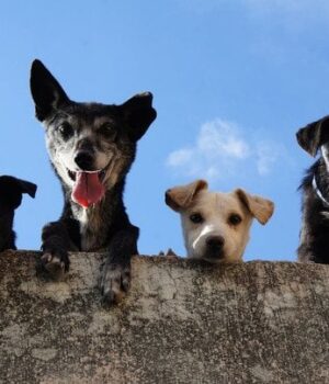Ви здивуєтеся:-скільки-слів-насправді-розуміють-собаки