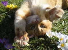 28 березня в Україні до +18°, дощі лише на заході 28 березня в Україні до +18°, дощі лише на заході