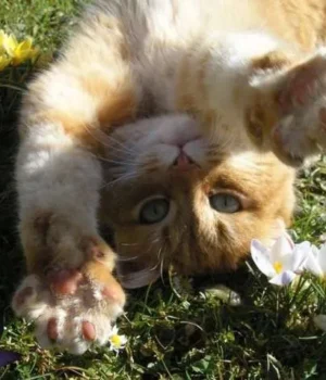 cii2mo9sqjncpoun301ujtymhsdu7pb.webp 28 березня в Україні до +18°, дощі лише на заході