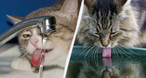 Чому коти торкаються лапою води, коли п’ють: що означає така поведінка Чому-коти-торкаються-лапою-води,-коли-п’ють:-що-означає-така-поведінка