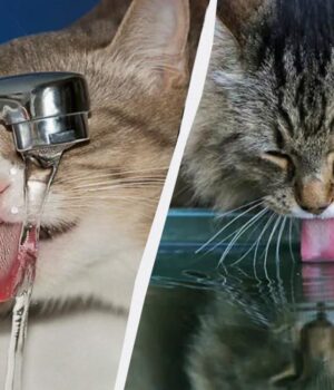 Чому-коти-торкаються-лапою-води,-коли-п’ють:-що-означає-така-поведінка
