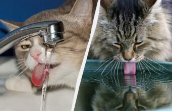 Чому коти торкаються лапою води, коли п’ють: що означає така поведінка Чому-коти-торкаються-лапою-води,-коли-п’ють:-що-означає-така-поведінка
