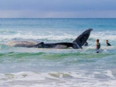 Кит, якого врятували в Німеччині, знову сів на мілину в Балтійському морі Кит,-якого-врятували-в-Німеччині,-знову-сів-на-мілину-в-Балтійському-морі