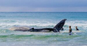Кит, якого врятували в Німеччині, знову сів на мілину в Балтійському морі Кит,-якого-врятували-в-Німеччині,-знову-сів-на-мілину-в-Балтійському-морі