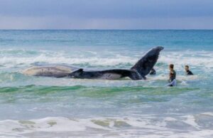 Кит, якого врятували в Німеччині, знову сів на мілину в Балтійському морі Кит,-якого-врятували-в-Німеччині,-знову-сів-на-мілину-в-Балтійському-морі