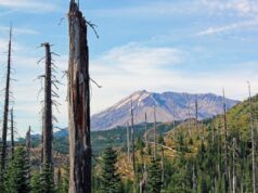 Випалена вулканом земля ожила після експерименту: тепер там росте понад 40 тисяч рослин Випалена-вулканом-земля-ожила-після-експерименту:-тепер-там-росте-понад-40-тисяч-рослин