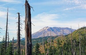 Випалена вулканом земля ожила після експерименту: тепер там росте понад 40 тисяч рослин Випалена-вулканом-земля-ожила-після-експерименту:-тепер-там-росте-понад-40-тисяч-рослин