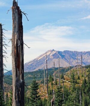 Випалена-вулканом-земля-ожила-після-експерименту:-тепер-там-росте-понад-40-тисяч-рослин