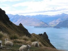 У Новій Зеландії знайшли рештки тварин віком мільйон років У-Новій-Зеландії-знайшли-рештки-тварин-віком-мільйон-років