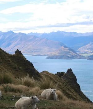 У-Новій-Зеландії-знайшли-рештки-тварин-віком-мільйон-років