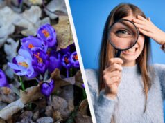 99% людей не можуть знайти слово “шафран” за 11 секунд: дуже складна головоломка 99%-людей-не-можуть-знайти-слово-“шафран”-за-11-секунд:-дуже-складна-головоломка