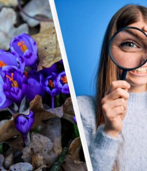 99%-людей-не-можуть-знайти-слово-“шафран”-за-11-секунд:-дуже-складна-головоломка 99%-людей-не-можуть-знайти-слово-“шафран”-за-11-секунд:-дуже-складна-головоломка