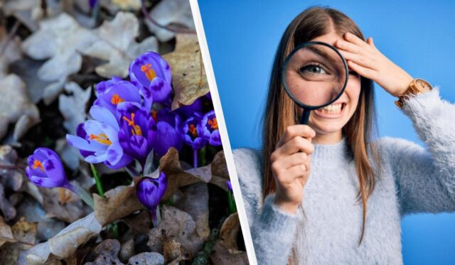 99% людей не можуть знайти слово “шафран” за 11 секунд: дуже складна головоломка 99%-людей-не-можуть-знайти-слово-“шафран”-за-11-секунд:-дуже-складна-головоломка