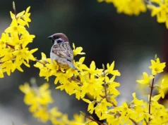 До +19 і місцями дощ: якою буде погода в Україні 29 березня До +19 і місцями дощ: якою буде погода в Україні 29 березня