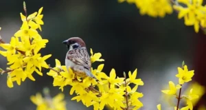 До +19 і місцями дощ: якою буде погода в Україні 29 березня До +19 і місцями дощ: якою буде погода в Україні 29 березня