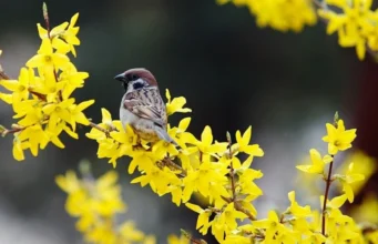 До +19 і місцями дощ: якою буде погода в Україні 29 березня До +19 і місцями дощ: якою буде погода в Україні 29 березня