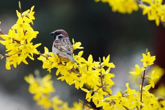 До +19 і місцями дощ: якою буде погода в Україні 29 березня До +19 і місцями дощ: якою буде погода в Україні 29 березня
