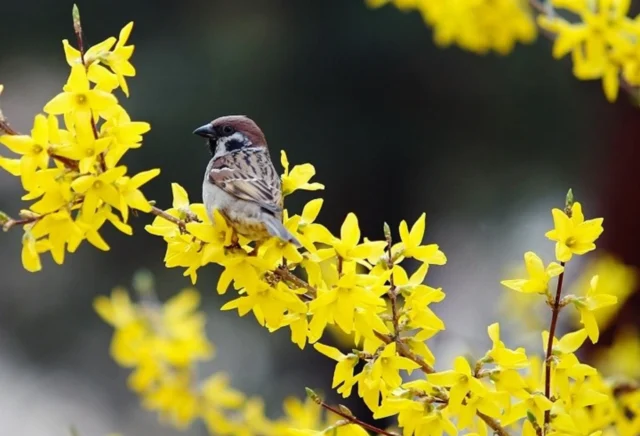 До +19 і місцями дощ: якою буде погода в Україні 29 березня До +19 і місцями дощ: якою буде погода в Україні 29 березня