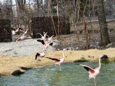 Фламінго в київському зоопарку відновлюють самостійне харчування після зими У-київському-зоопарку-розповіли,-як-після-суворої-зими-відновлюються-фламінго