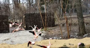 Фламінго в київському зоопарку відновлюють самостійне харчування після зими У-київському-зоопарку-розповіли,-як-після-суворої-зими-відновлюються-фламінго