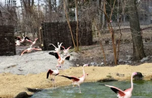 Фламінго в київському зоопарку відновлюють самостійне харчування після зими У-київському-зоопарку-розповіли,-як-після-суворої-зими-відновлюються-фламінго