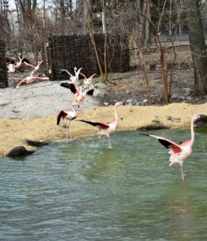 У-київському-зоопарку-розповіли,-як-після-суворої-зими-відновлюються-фламінго У-київському-зоопарку-розповіли,-як-після-суворої-зими-відновлюються-фламінго