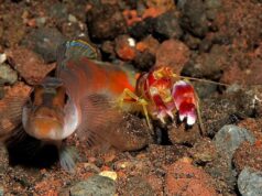 Ця креветка створює хвилі, гарячіші за Сонце: біолог розповів, як вона це робить Ця-креветка-створює-хвилі,-гарячіші-за-Сонце:-біолог-розповів,-як-вона-це-робить