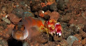 Ця креветка створює хвилі, гарячіші за Сонце: біолог розповів, як вона це робить Ця-креветка-створює-хвилі,-гарячіші-за-Сонце:-біолог-розповів,-як-вона-це-робить