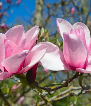 Пишне-цвітіння-та-гігантські-бутони:-головні-секрети-догляду-за-магнолією Пишне-цвітіння-та-гігантські-бутони:-головні-секрети-догляду-за-магнолією