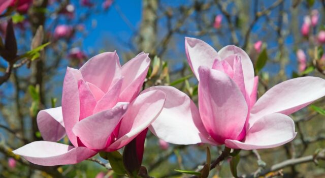 Пишне цвітіння та гігантські бутони: головні секрети догляду за магнолією Пишне-цвітіння-та-гігантські-бутони:-головні-секрети-догляду-за-магнолією