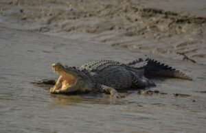У Португалії вчені виявили найдавніші яйця крокодилів У-Португалії-вчені-виявили-найдавніші-яйця-крокодилів