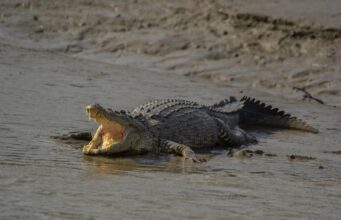 У Португалії вчені виявили найдавніші яйця крокодилів У-Португалії-вчені-виявили-найдавніші-яйця-крокодилів
