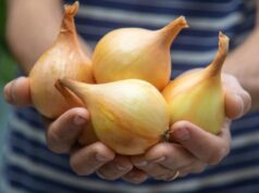 Усе про вирощування цибулі на своєму городі: експерти зібрали усі секрети в одному місці Усе-про-вирощування-цибулі-на-своєму-городі:-експерти-зібрали-усі-секрети-в-одному-місці