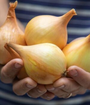 Усе-про-вирощування-цибулі-на-своєму-городі:-експерти-зібрали-усі-секрети-в-одному-місці