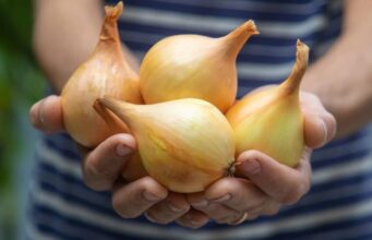 Усе про вирощування цибулі на своєму городі: експерти зібрали усі секрети в одному місці Усе-про-вирощування-цибулі-на-своєму-городі:-експерти-зібрали-усі-секрети-в-одному-місці