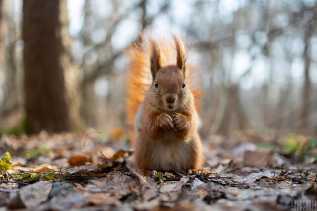30 березня в Україну зайде похолодання: які області зачепить 30-березня-в-Україну-зайде-похолодання:-які-області-зачепить