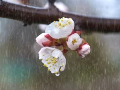 Прогноз погоди в Україні на тиждень: дощ та поступове потепління Прогноз погоди в Україні на тиждень: дощ та поступове потепління