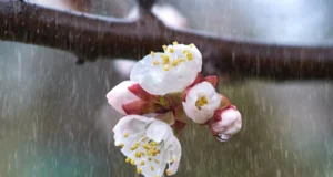 Прогноз погоди в Україні на тиждень: дощ та поступове потепління Прогноз погоди в Україні на тиждень: дощ та поступове потепління