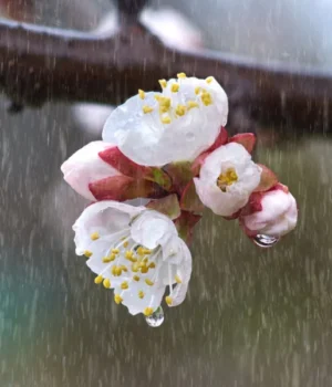 depositphotos_659406654_s.webp Прогноз погоди в Україні на тиждень: дощ та поступове потепління