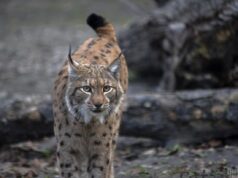 Найбільша кішка Карпат: зоолог розповів, чому вони “мандрують за кордон” Найбільша-кішка-Карпат:-зоолог-розповів,-чому-вони-“мандрують-за-кордон”