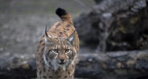 Найбільша кішка Карпат: зоолог розповів, чому вони “мандрують за кордон” Найбільша-кішка-Карпат:-зоолог-розповів,-чому-вони-“мандрують-за-кордон”