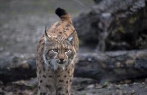 Найбільша кішка Карпат: зоолог розповів, чому вони “мандрують за кордон” Найбільша-кішка-Карпат:-зоолог-розповів,-чому-вони-“мандрують-за-кордон”