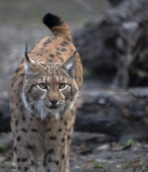 Найбільша-кішка-Карпат:-зоолог-розповів,-чому-вони-“мандрують-за-кордон”