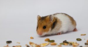 Хом’як щодня втікав із клітки: власниці довелося розслідувати причину за допомогою камери Хом’як-щодня-втікав-із-клітки:-власниці-довелося-розслідувати-причину-за-допомогою-камери