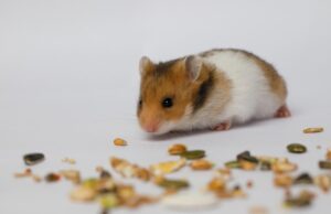 Хом’як щодня втікав із клітки: власниці довелося розслідувати причину за допомогою камери Хом’як-щодня-втікав-із-клітки:-власниці-довелося-розслідувати-причину-за-допомогою-камери