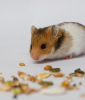 Хом’як-щодня-втікав-із-клітки:-власниці-довелося-розслідувати-причину-за-допомогою-камери