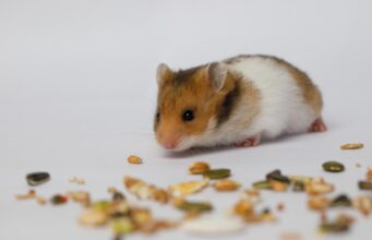 Хом’як щодня втікав із клітки: власниці довелося розслідувати причину за допомогою камери Хом’як-щодня-втікав-із-клітки:-власниці-довелося-розслідувати-причину-за-допомогою-камери